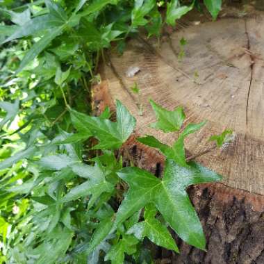 Hedera