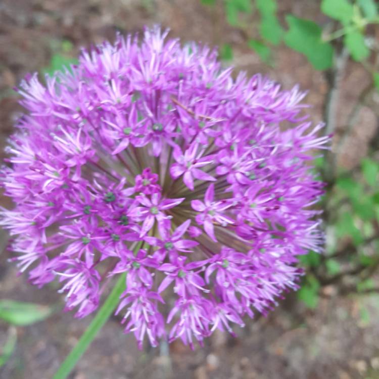 plant image 400452 plant image 400452