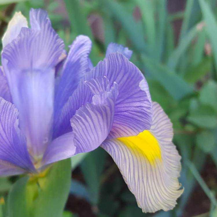 plant image 400462