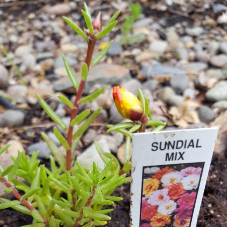 plant image 405081