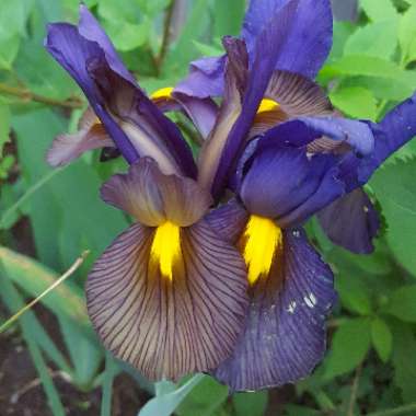 Iris x hollandica