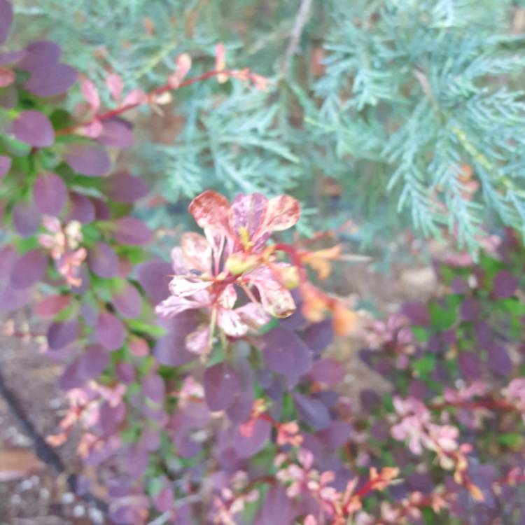 plant image 407130