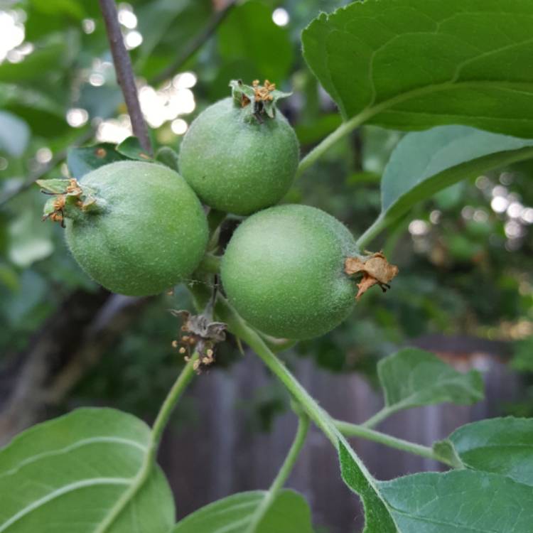plant image 411637