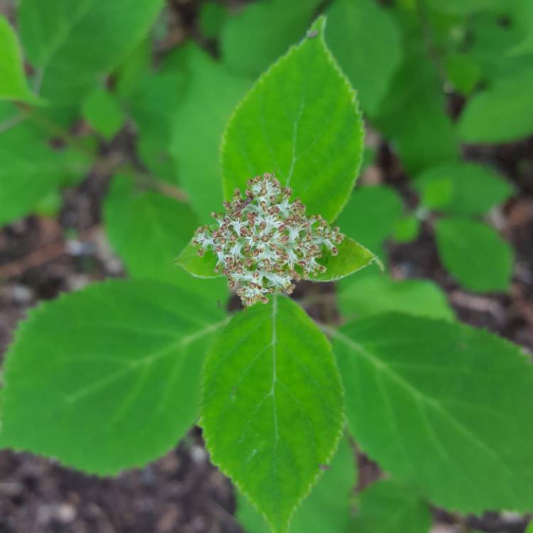 plant image 411640 plant image 411640