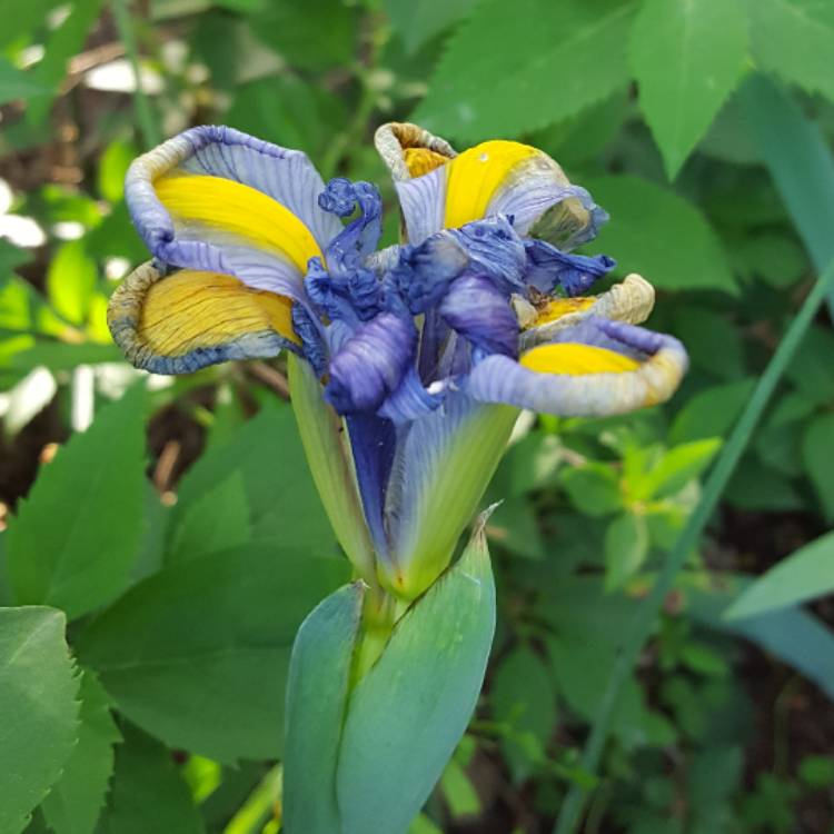 plant image 411668