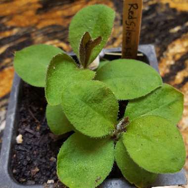 Silene dioica