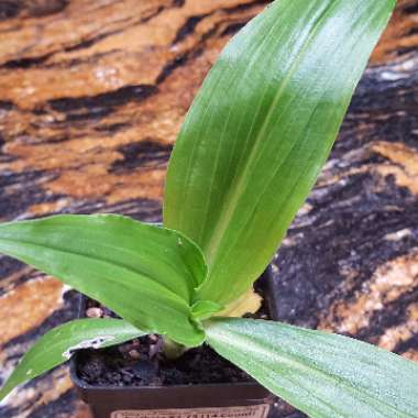 Tradescantia 'Outdoor plants'