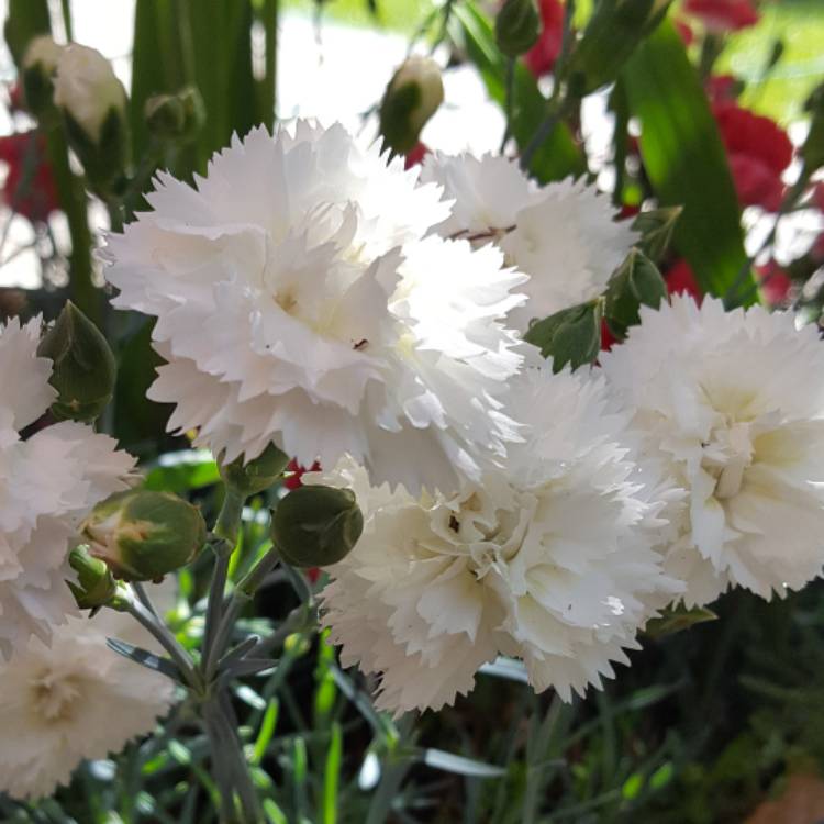 Plant image Dianthus 'Memories'