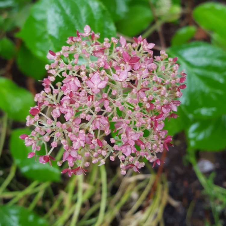 plant image 439174 plant image 439174
