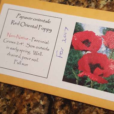 Papaver orientale