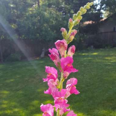Antirrhinum