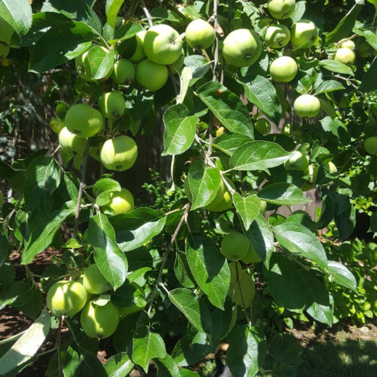 plant image 459010