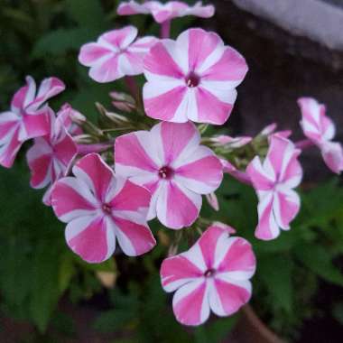 Phlox subulata 'Candy Stripe' syn. Phlox subulata 'Tamaongalei', Phlox subulata 'Mikado', Phlox subulata 'Kimono'