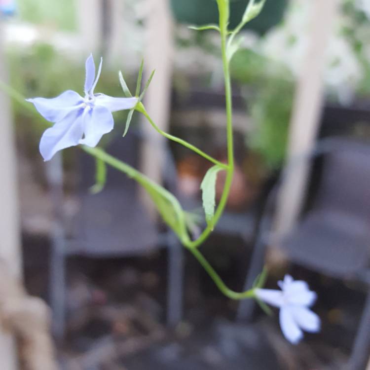 plant image 472345 plant image 472345