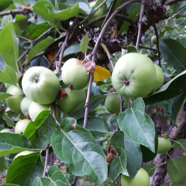 plant image 472377