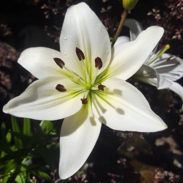 plant image 472404