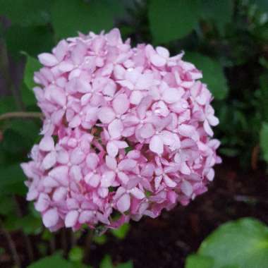 Hydrangea arborescens 'Invincibelle Spirit'