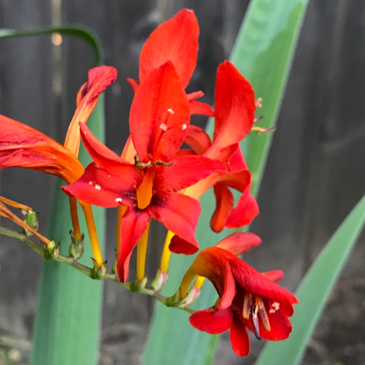plant image 489997