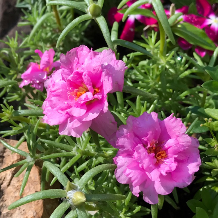 plant image 490013