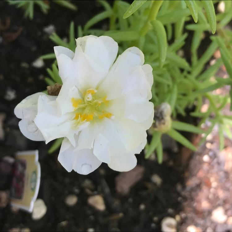 plant image 490023