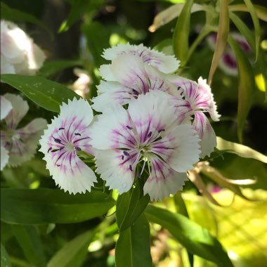 Dianthus barbatus