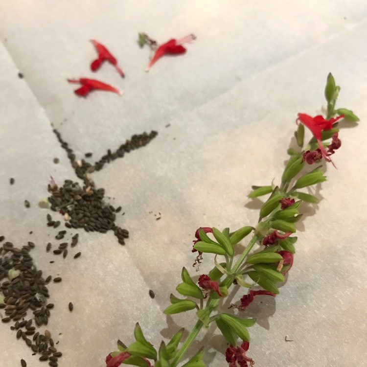 plant image 493663