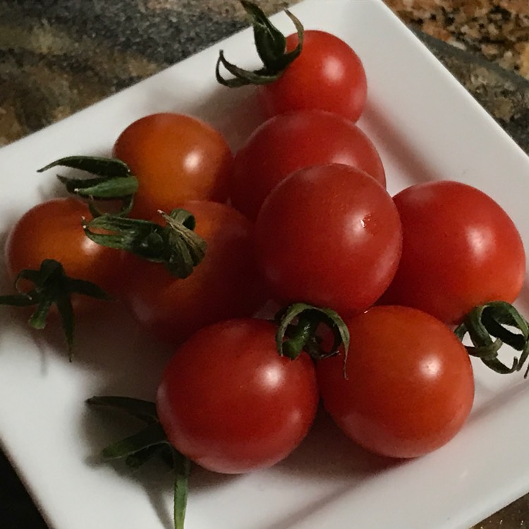 Plant image Solanum lycopersicum 'Tami G'