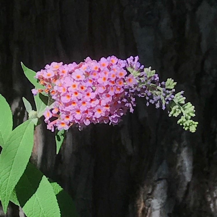 plant image 501344 plant image 501344