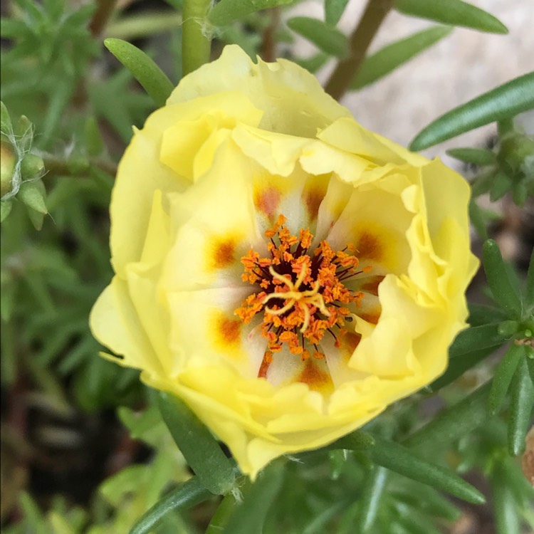 plant image 510907