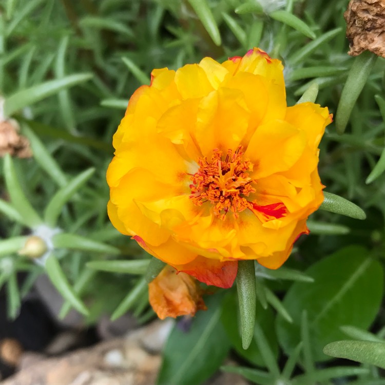 plant image 510909