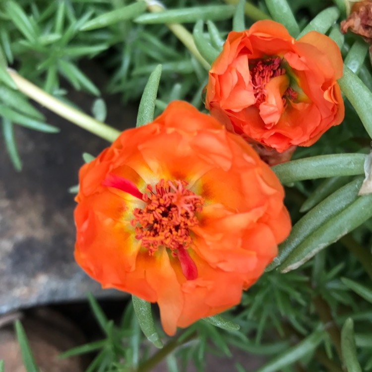 plant image 510910
