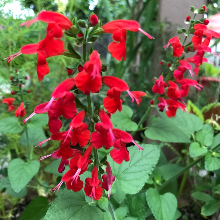 plant image 510915