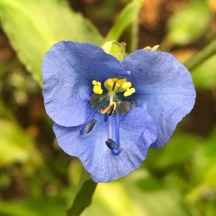 plant image 525430
