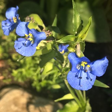 Tradescantia 'Outdoor plants'