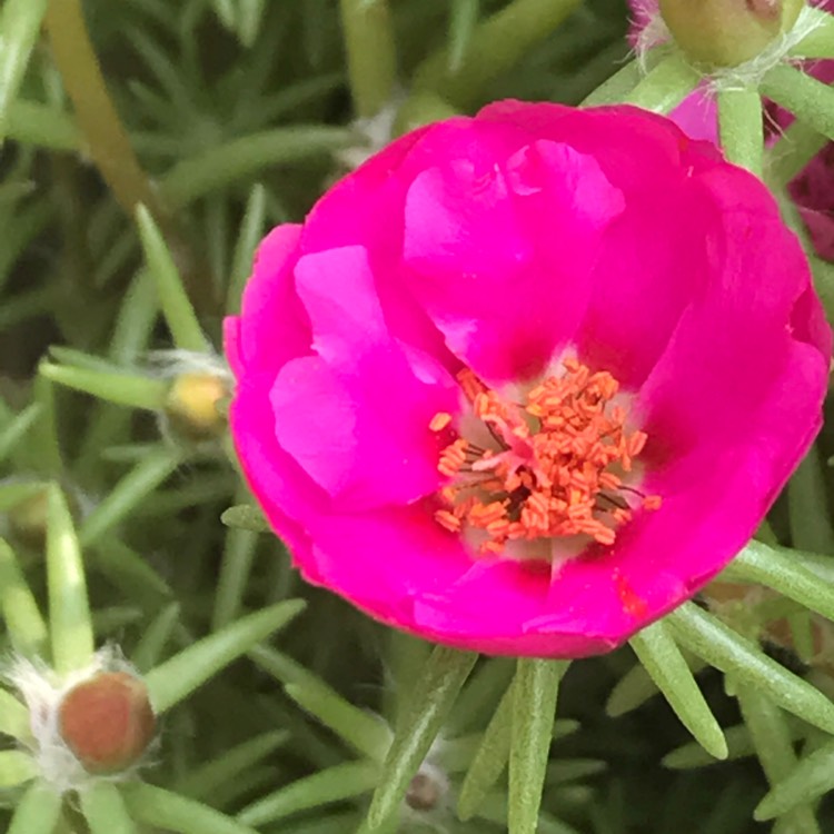 plant image 534432
