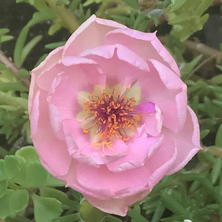 plant image 534433