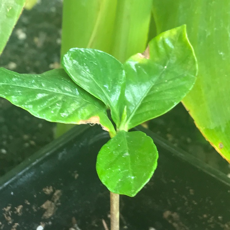 plant image 534436