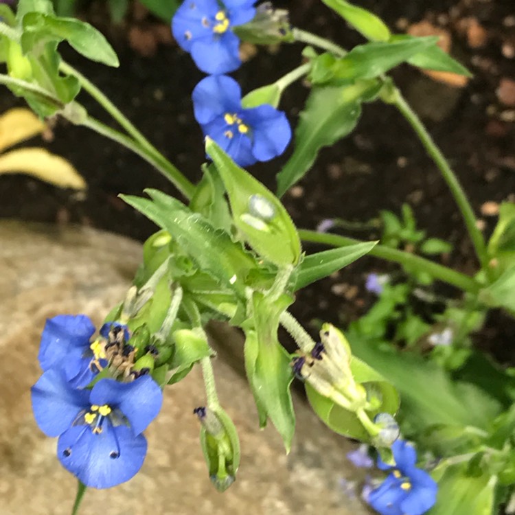 plant image 537304