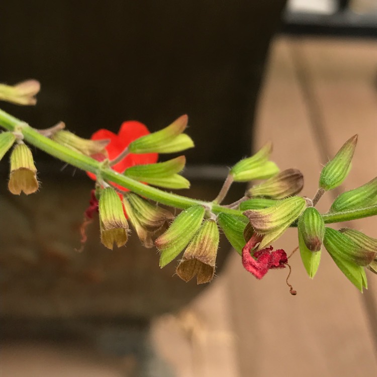 plant image 537314