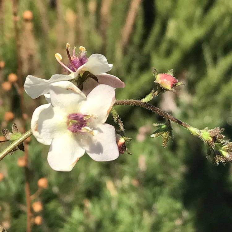 plant image 553610