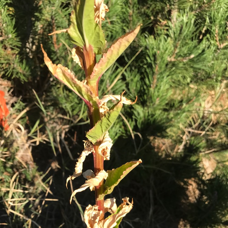 plant image 556417