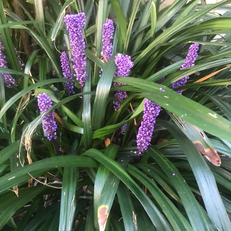 Plant image Liriope muscari 'Royal Purple'
