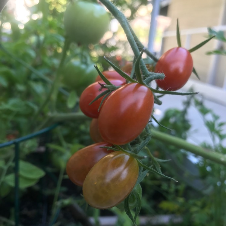 Plant image Solanum lycopersicum 'Tami G'