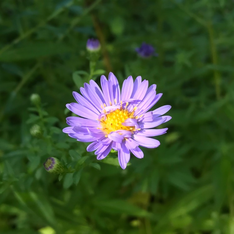 plant image 559601