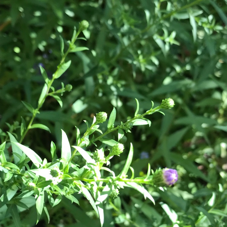 plant image 559604
