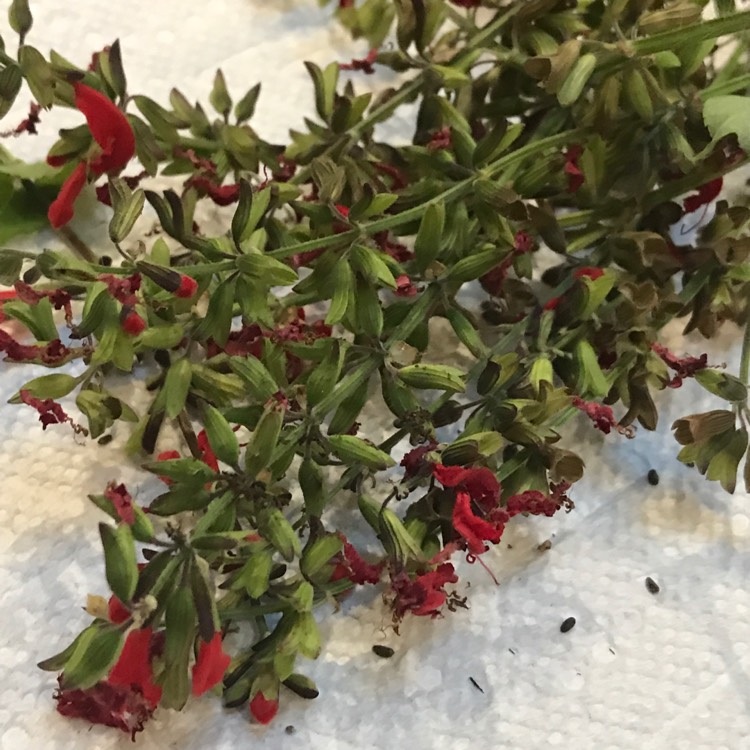 plant image 559606