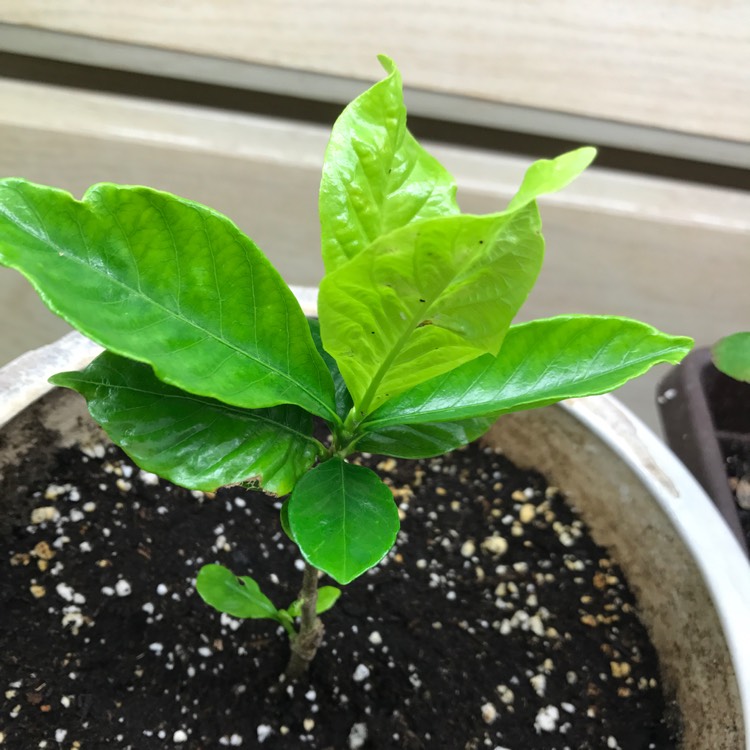 plant image 568347