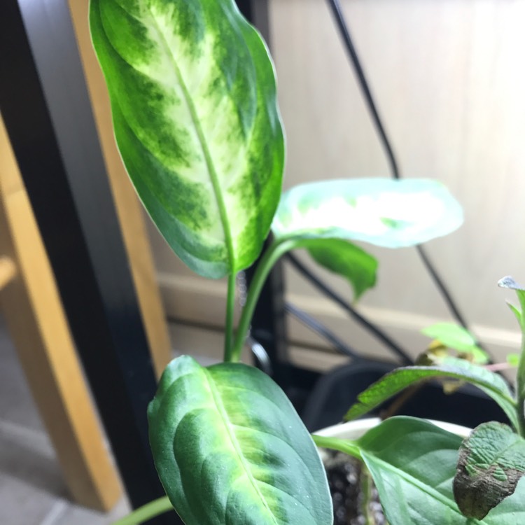 plant image 568352