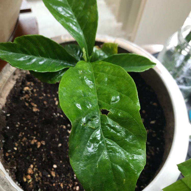 plant image 576053