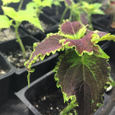 Solenostemon scutellarioides  syn. Plectranthus scutellarioides, Coleus scutellarioides, Coleus blumei